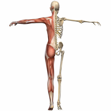 Weiblich Anatomischer K&ouml;rper