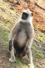 Male Common Langur Relaxing