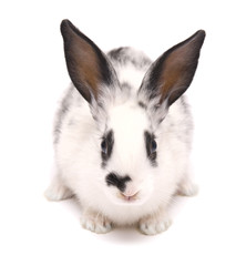 Obraz premium rabbut