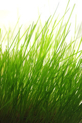 Obraz premium Grass