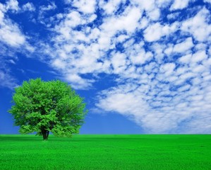 Fototapeta na wymiar magnificant tree in a green field