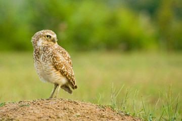 Owl