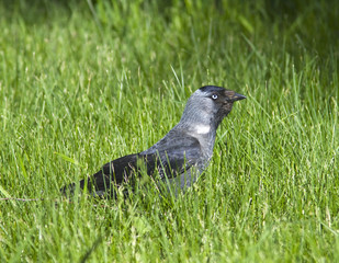 jackdaw / Corvus monedula