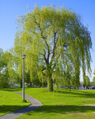 Large Weeping Willow Tree in Park