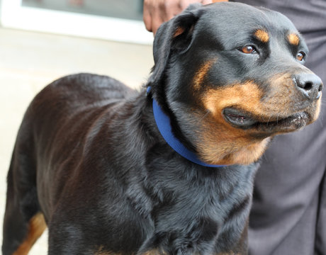 chien de garde