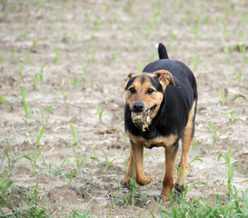dog