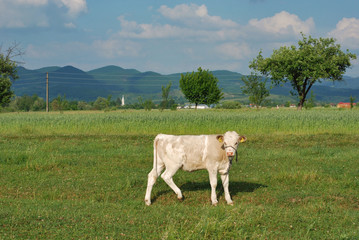 Fototapeta premium Baby cow