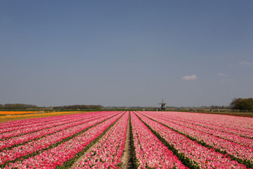 Champs de tulipes roses