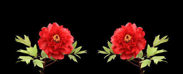 牡丹２輪（朱）B