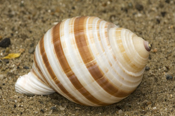 seashell