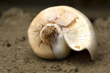 seashell