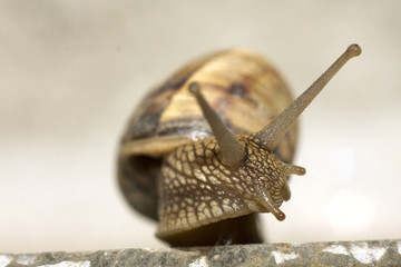 garden snail