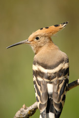 Primer plano de abubilla