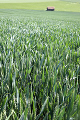 Wheat in  summer