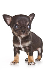 Chihuahua puppy on white background