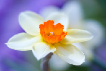 Spring flowers - narcissus close up