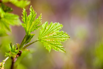 blooming redcurrant.
