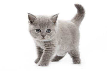British kitten on white background