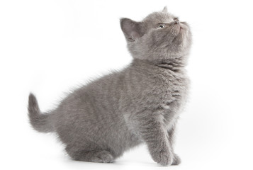 British kitten on white background