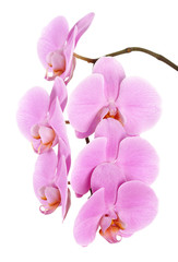 Fototapeta na wymiar Beautiful flowers of a pink Phalaenopsis orchid