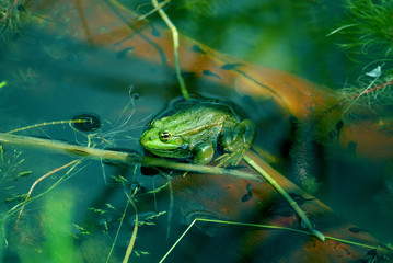 Frosch
