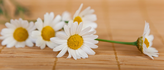 Gänseblümchen © Heino Pattschull