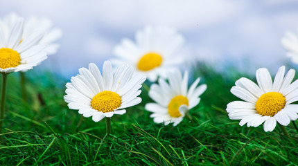 Gänseblümchen © Heino Pattschull