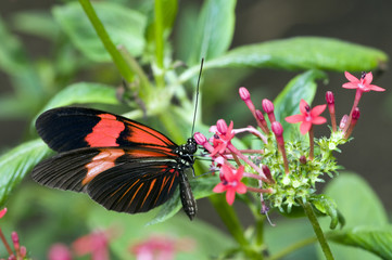 butterfly