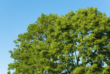 Natürlicher Baum vor blauem Himmel