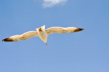Fliegende Vögel
