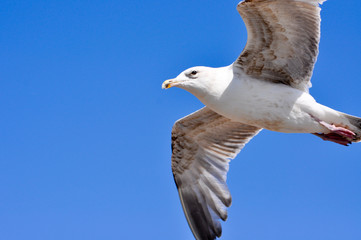 Möwe