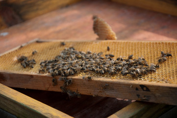 Bienen auf ihren Waben