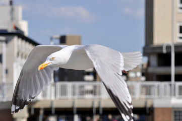 Möwe im Stadt