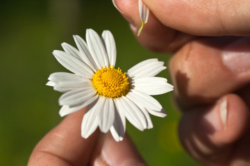 Guessing on a camomile