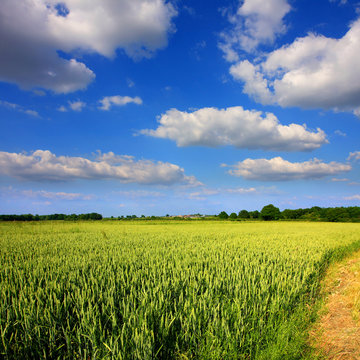 Campagne et ciel bleu