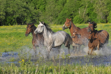 Horses run on water with splashes on a meadow