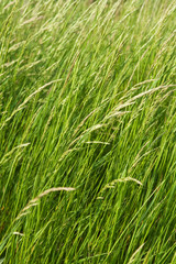Long green grass
