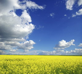 Obraz premium rape field