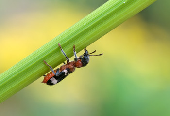Ameisenbuntkäfer - Seitenansicht