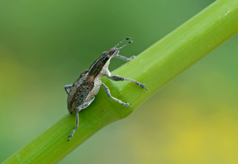 Fototapeta premium Großer Lupinenblattrandkäfer