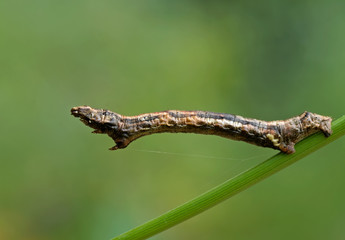 Ectropis crepuscularia IV