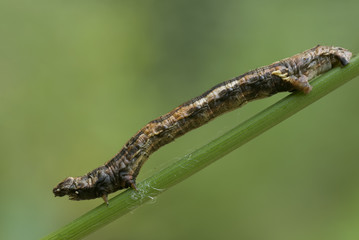 Ectropis crepuscularia III