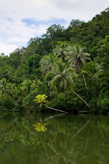 river in tropical rainforest