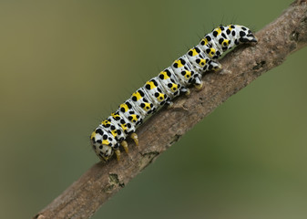 Fototapeta premium Königskerzen-Mönch-Raupe