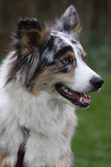 Australian Shepherd
