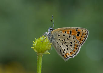 Schmetterling