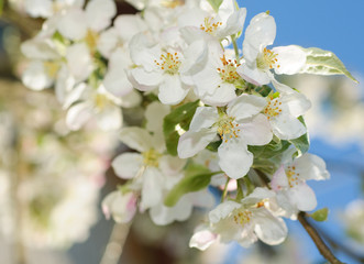 Flowers of apple tree