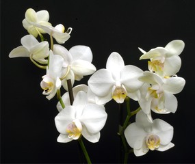 White Orchids
