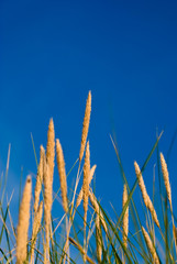 Fototapeta premium Grass, blue sky