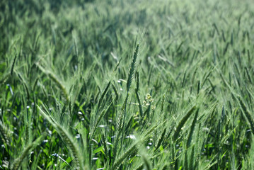 Green Wheat Field
